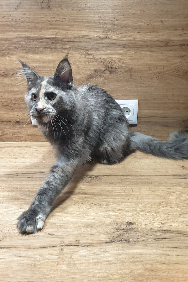 Amazon | Maine Coon Kitten