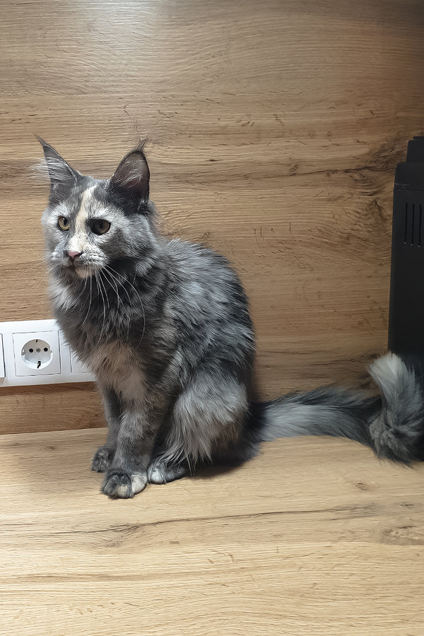 Amazon | Maine Coon Kitten