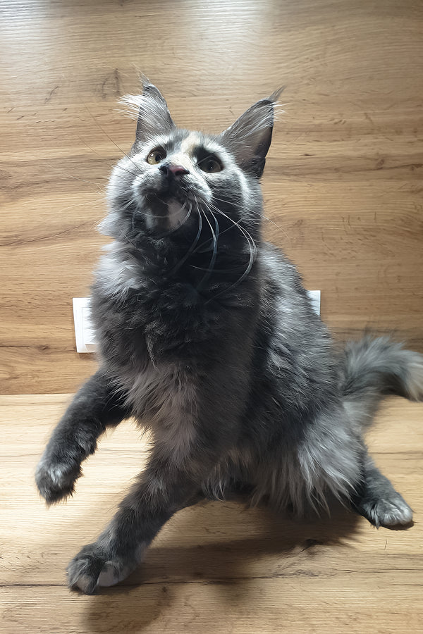 Amazon | Maine Coon Kitten