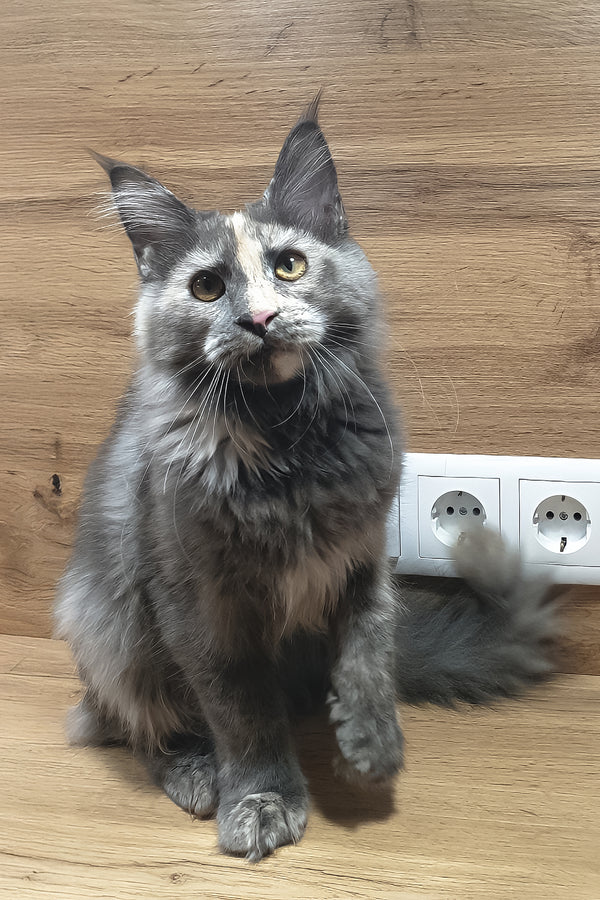 Amazon | Maine Coon Kitten