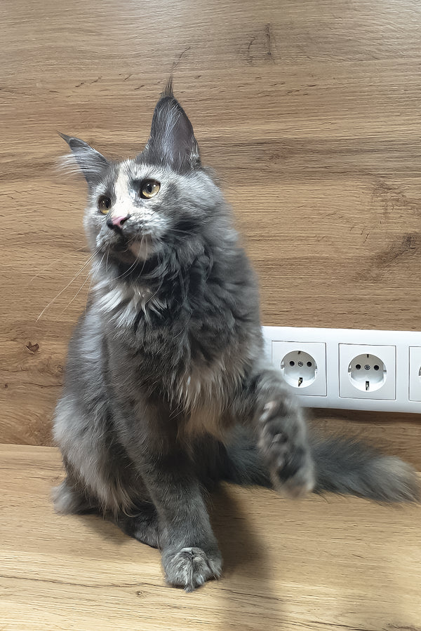 Amazon | Maine Coon Kitten