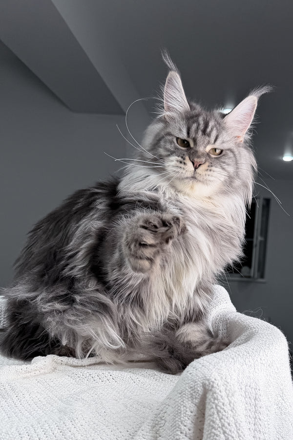 Amylee | Polydactyl Maine Coon Kitten