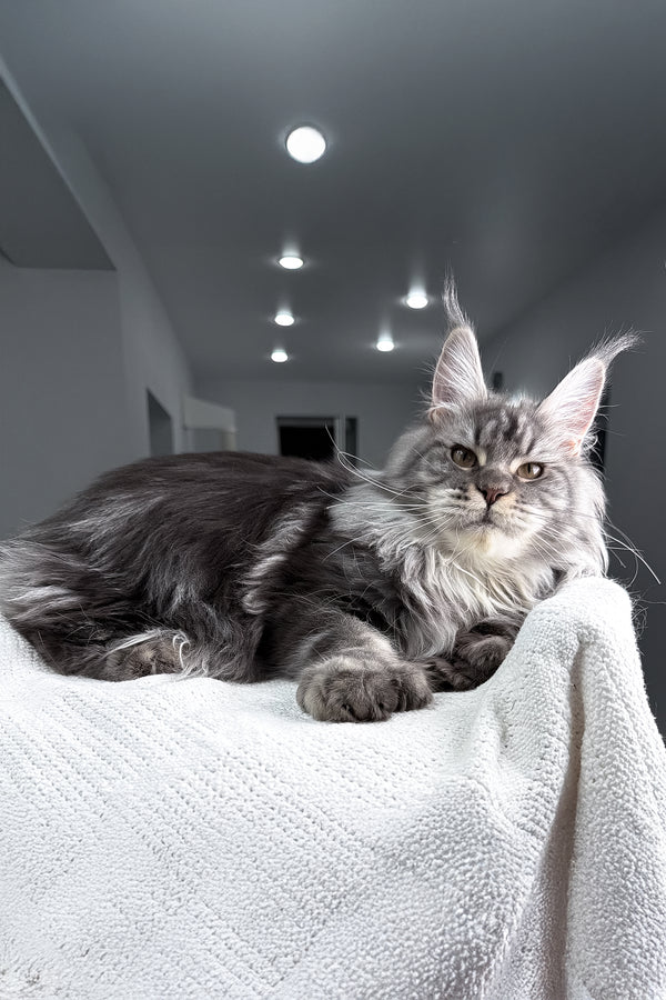 Amylee | Polydactyl Maine Coon Kitten