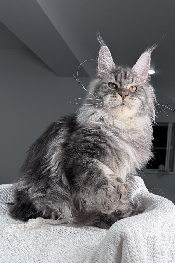 Amylee | Polydactyl Maine Coon Kitten