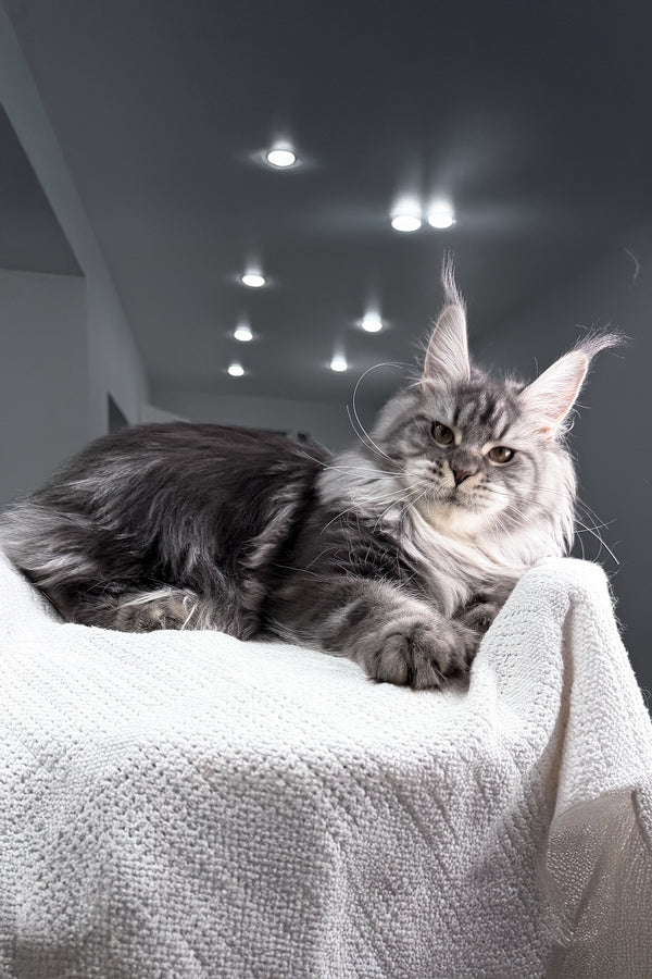 Amylee | Polydactyl Maine Coon Kitten
