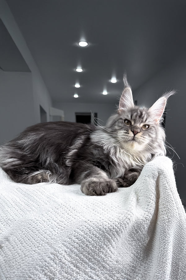 Amylee | Polydactyl Maine Coon Kitten