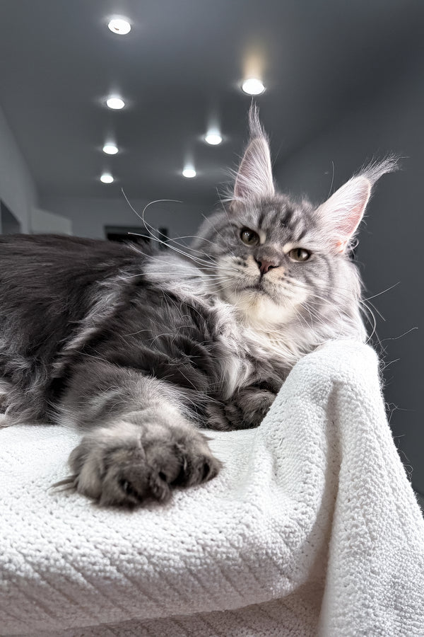 Amylee | Polydactyl Maine Coon Kitten