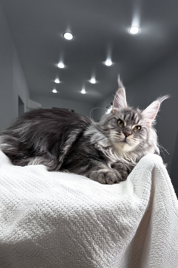 Amylee | Polydactyl Maine Coon Kitten