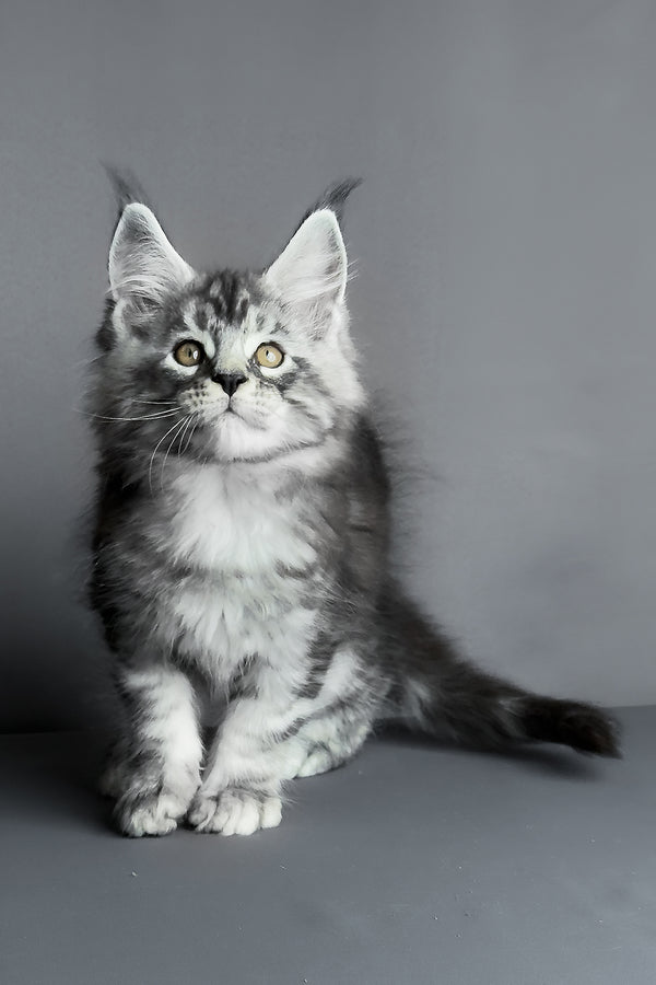 Ares | Maine Coon Kitten