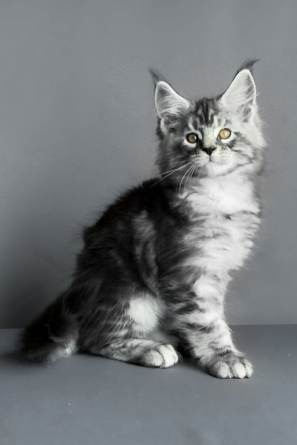 Ares | Maine Coon Kitten