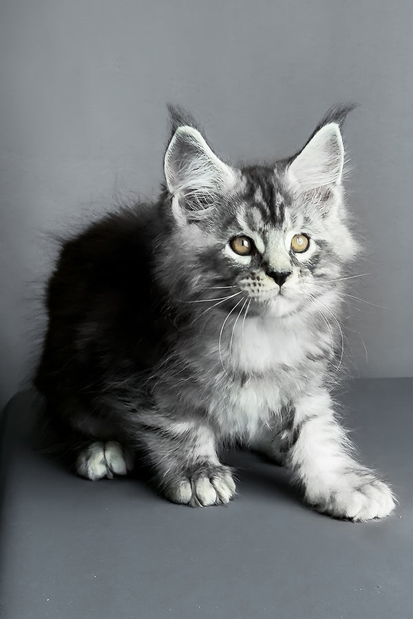 Ares | Maine Coon Kitten