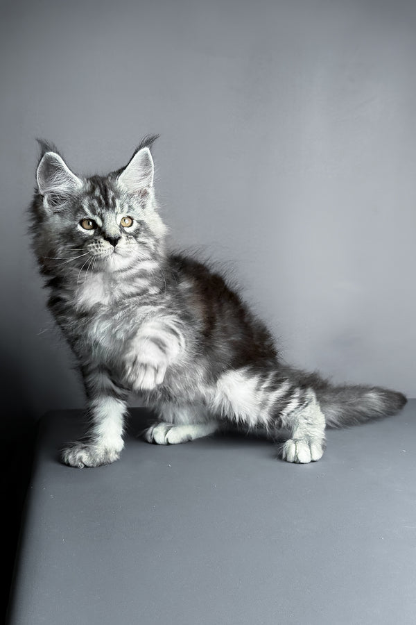 Ares | Maine Coon Kitten