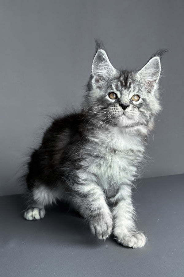 Ares | Maine Coon Kitten