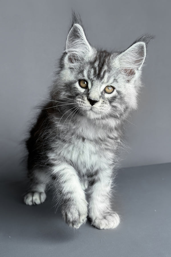 Ares | Maine Coon Kitten