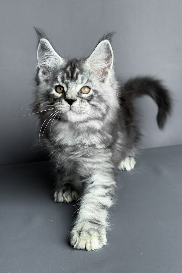 Ares | Maine Coon Kitten