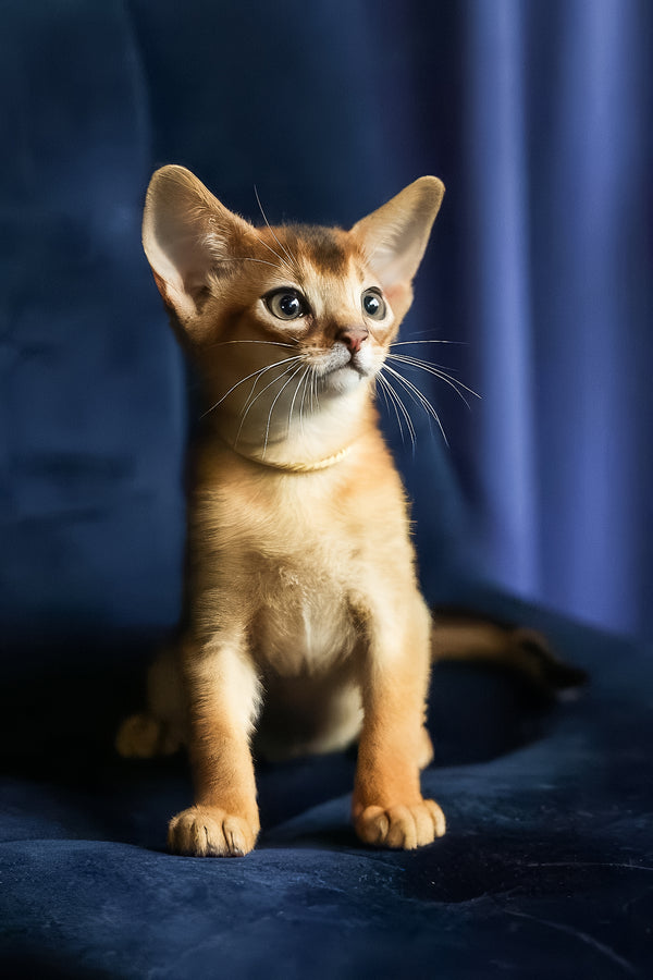 Ariel | Abyssinian Kitten