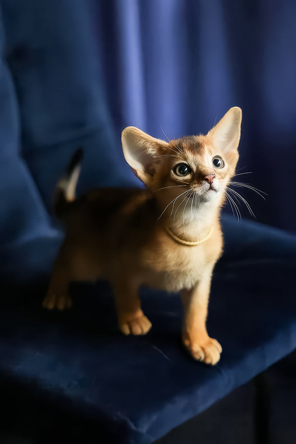 Ariel | Abyssinian Kitten
