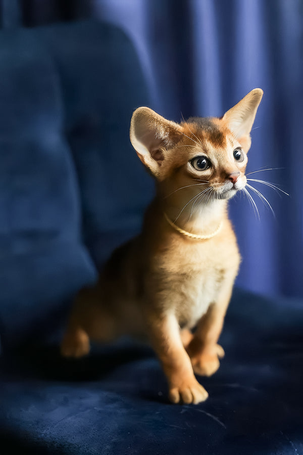 Ariel | Abyssinian Kitten