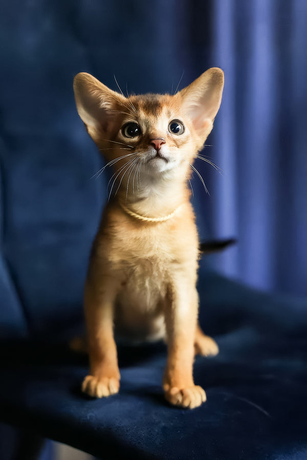 Ariel | Abyssinian Kitten