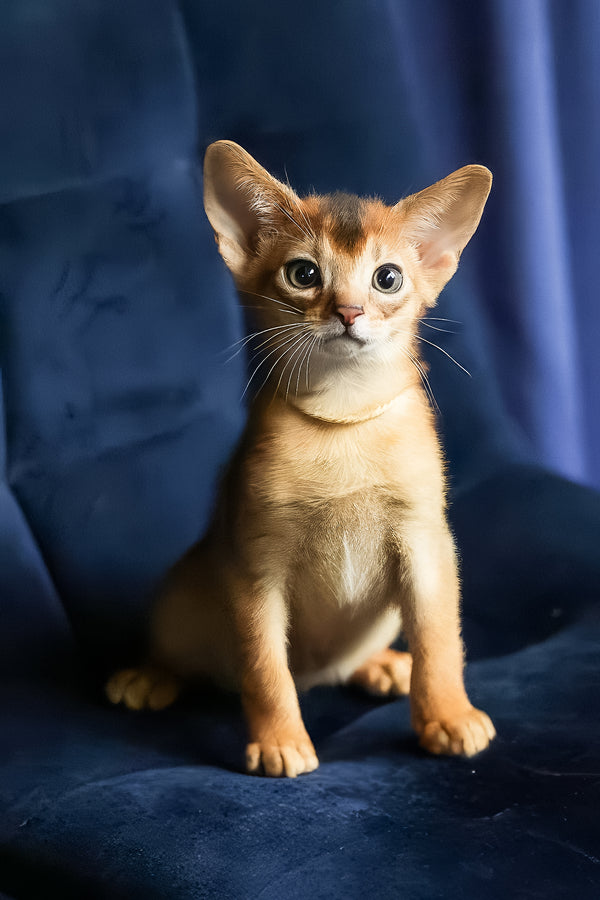 Ariel | Abyssinian Kitten