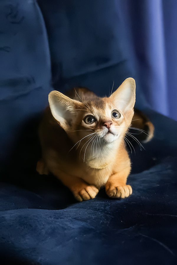 Ariel | Abyssinian Kitten