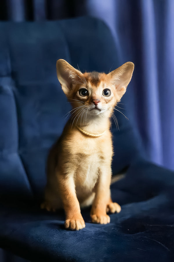 Ariel | Abyssinian Kitten