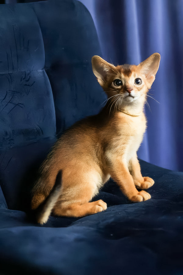 Ariel | Abyssinian Kitten