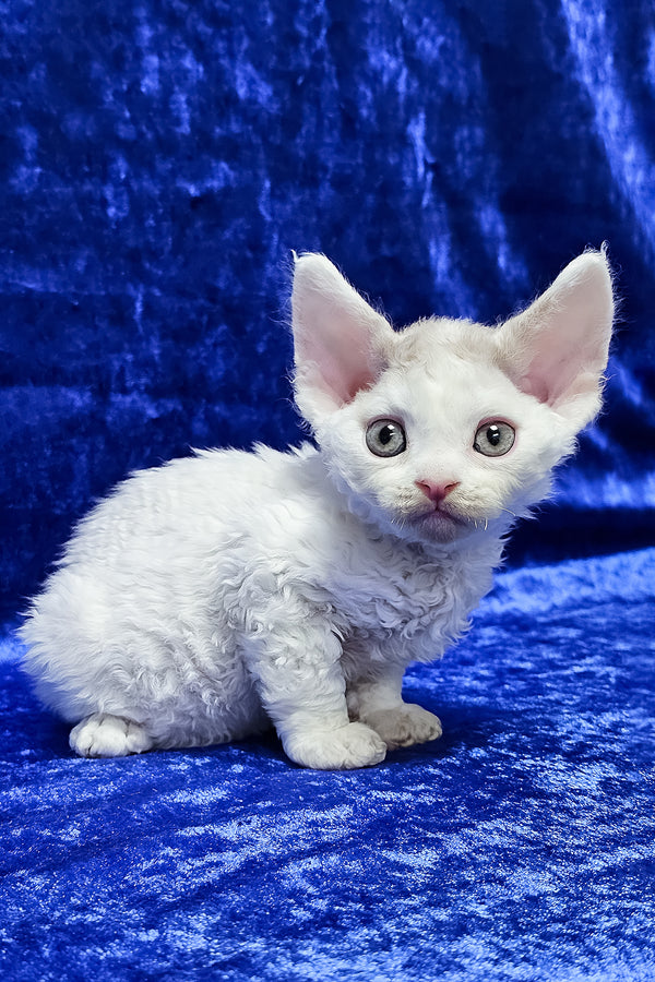 Arnie | Devon Rex Kitten