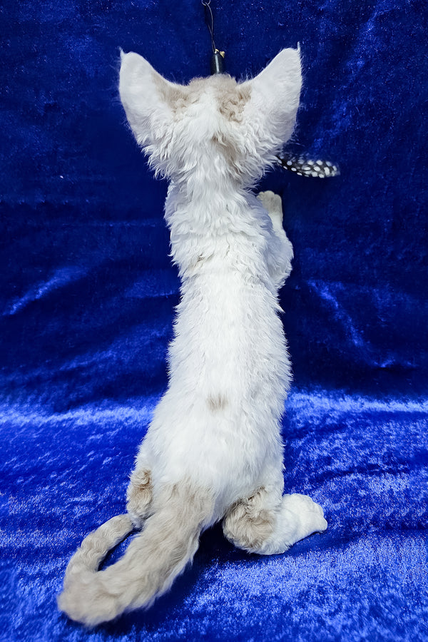 Arnie | Devon Rex Kitten