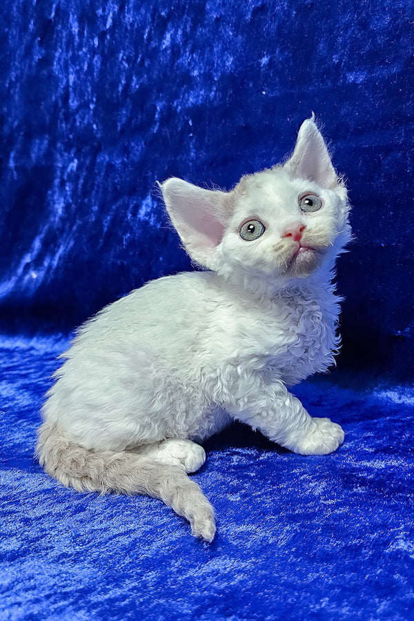 Arnie | Devon Rex Kitten