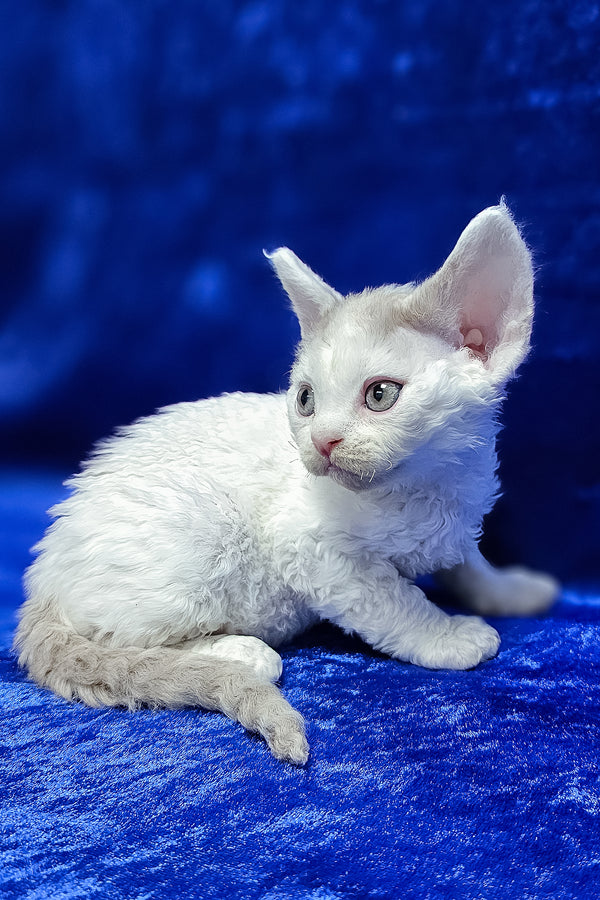 Arnie | Devon Rex Kitten