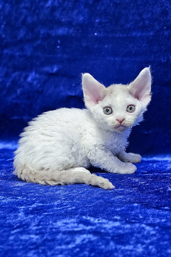 Arnie | Devon Rex Kitten