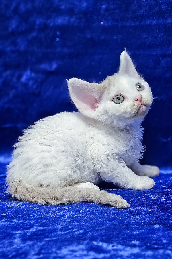 Arnie | Devon Rex Kitten