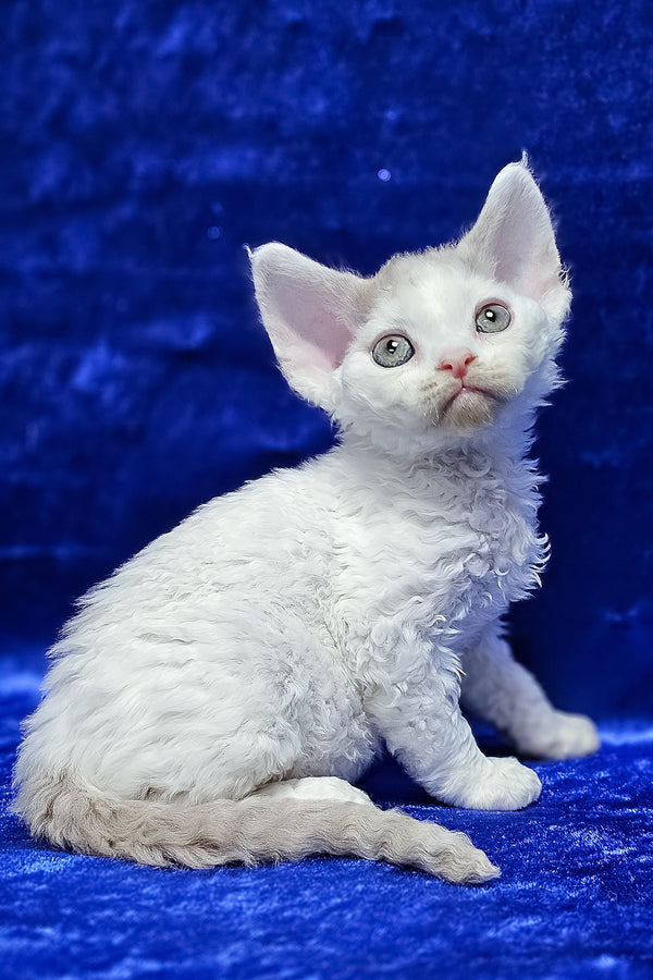 Arnie | Devon Rex Kitten