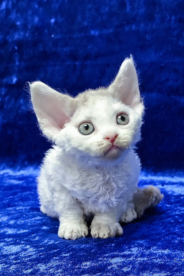 Arnie | Devon Rex Kitten