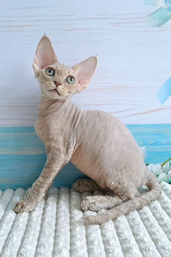 Arnie | Devon Rex Kitten