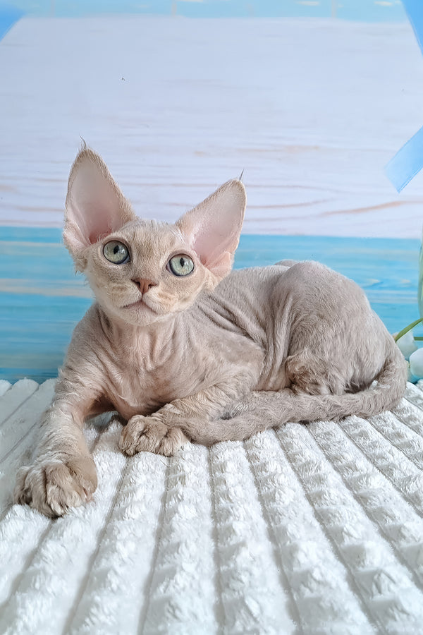 Arnie | Devon Rex Kitten