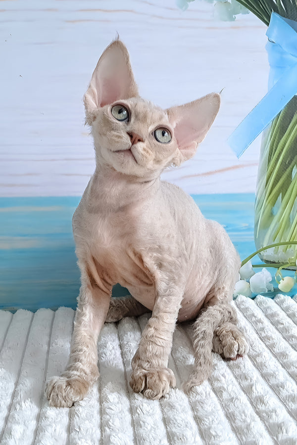 Arnie | Devon Rex Kitten