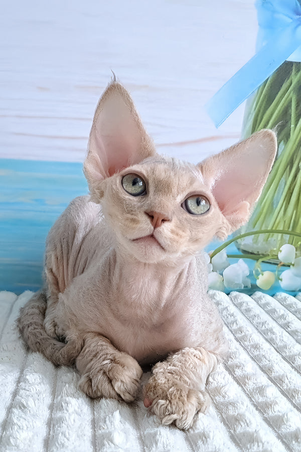 Arnie | Devon Rex Kitten