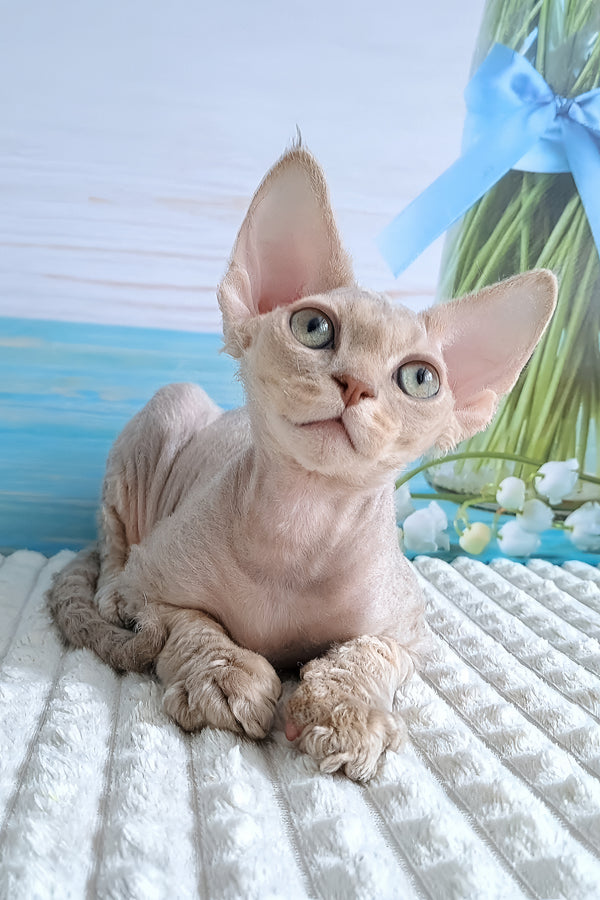 Arnie | Devon Rex Kitten