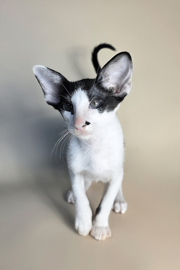 Asher | Oriental Shorthair Kitten