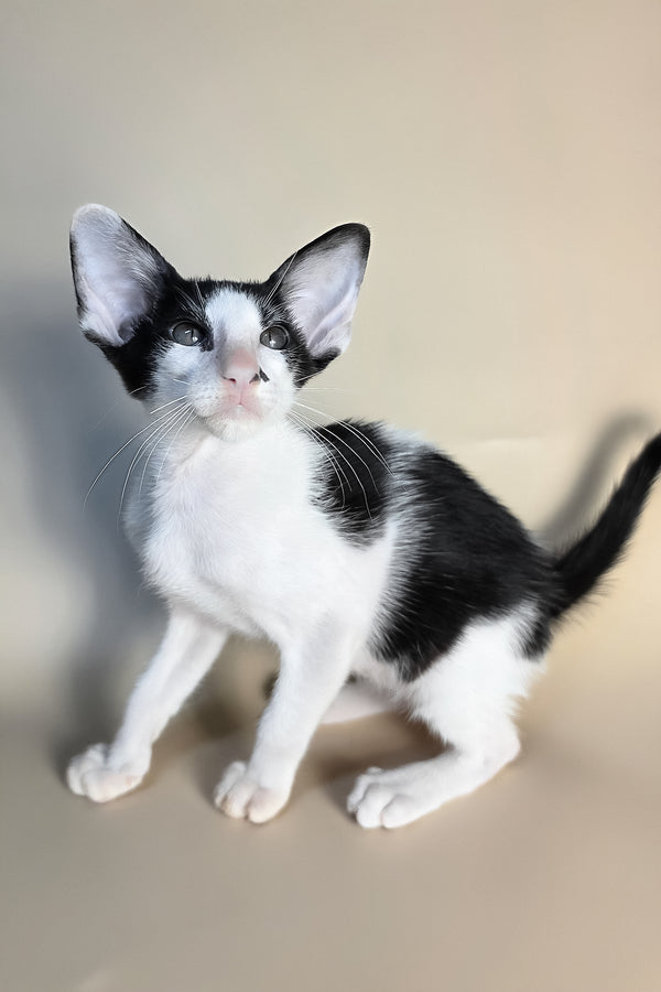 Asher | Oriental Shorthair Kitten
