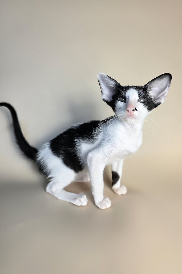 Asher | Oriental Shorthair Kitten