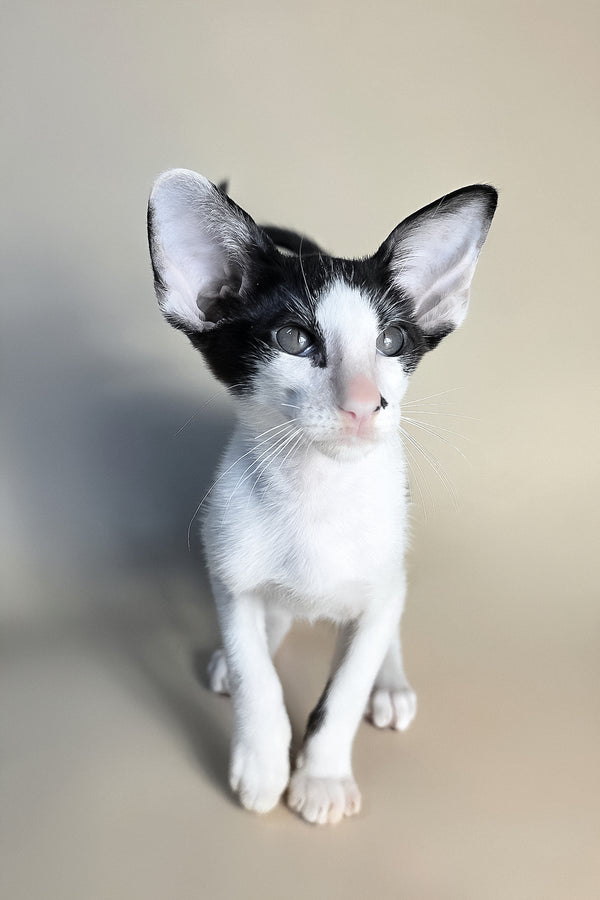Asher | Oriental Shorthair Kitten