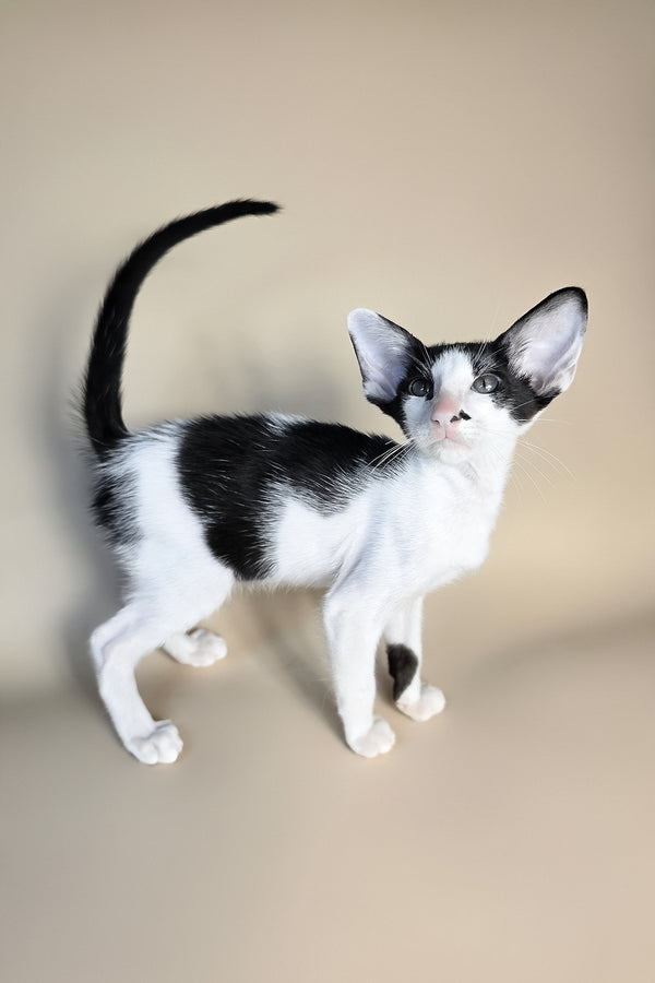 Asher | Oriental Shorthair Kitten