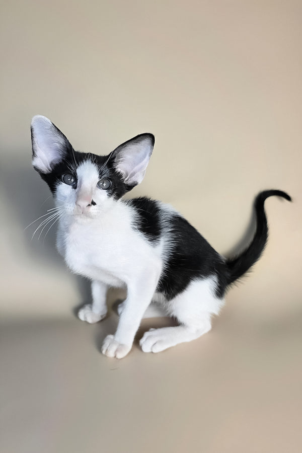 Asher | Oriental Shorthair Kitten