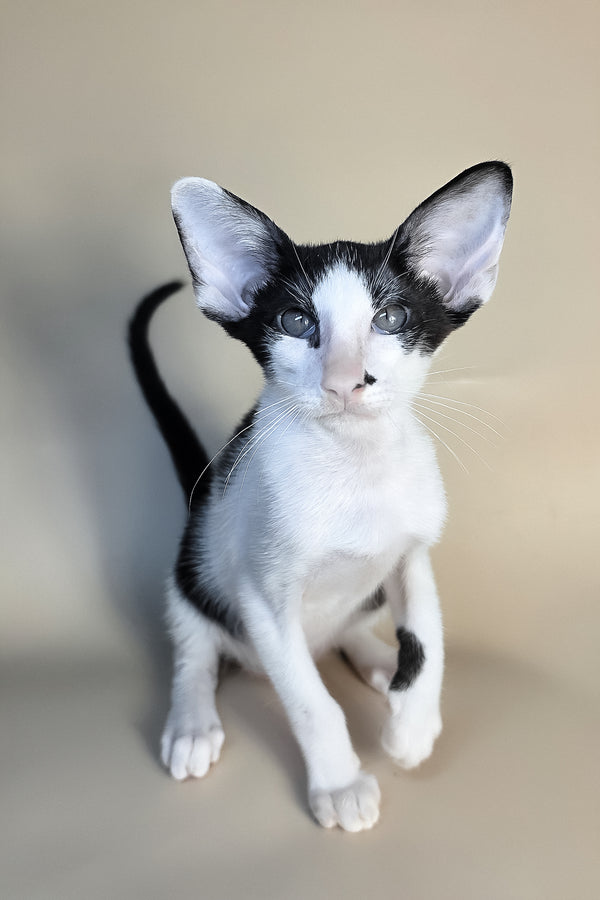 Asher | Oriental Shorthair Kitten