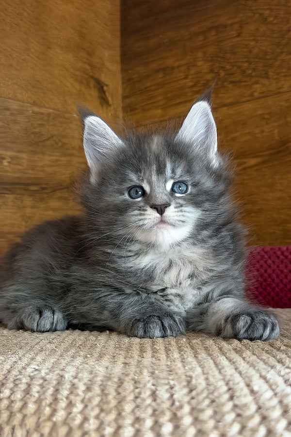 Assol | Maine Coon Kitten