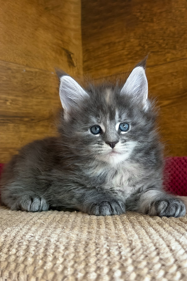 Assol | Maine Coon Kitten