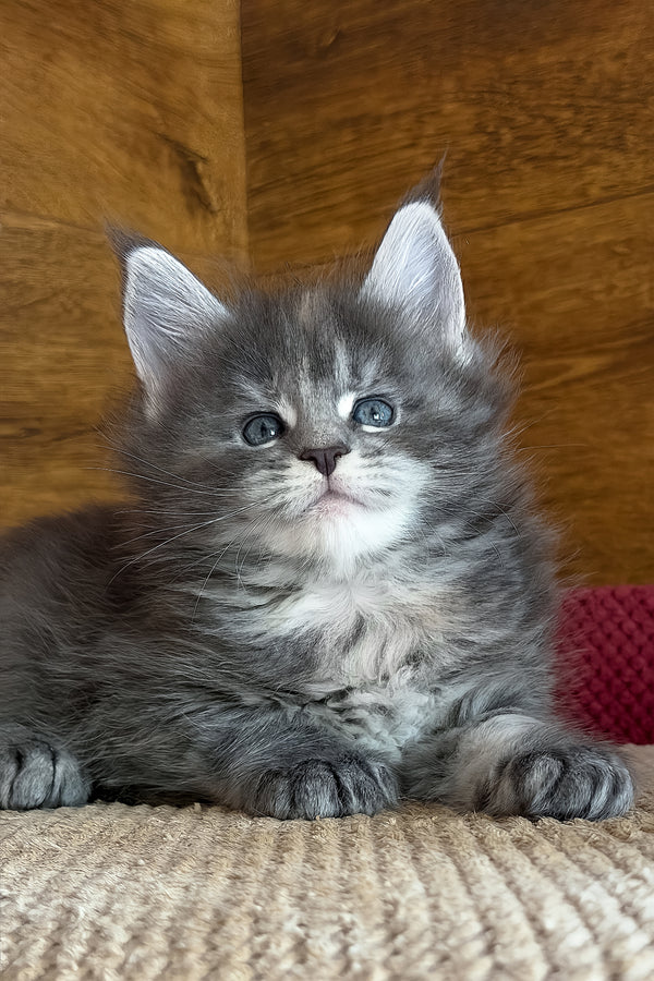 Assol | Maine Coon Kitten
